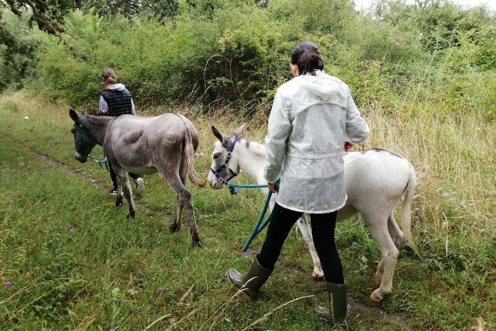 🚶‍♀️Balade à pied avec les ânes
