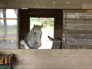 🐴 Atelier Découverte des Ânes