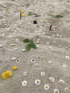 🍂 Landart 🍂 Landart