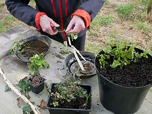 🪴Cultiver des légumes en pot