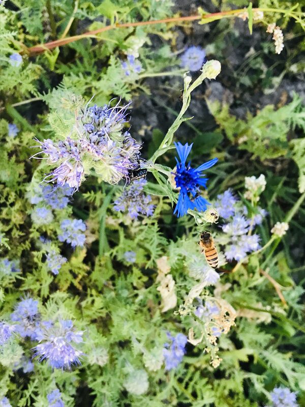 IMG_3898